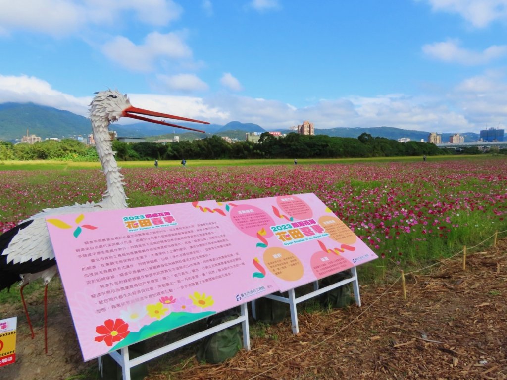 ［一日2大花海］（關渡花海+延平花海）（2023/11/15）_2352911