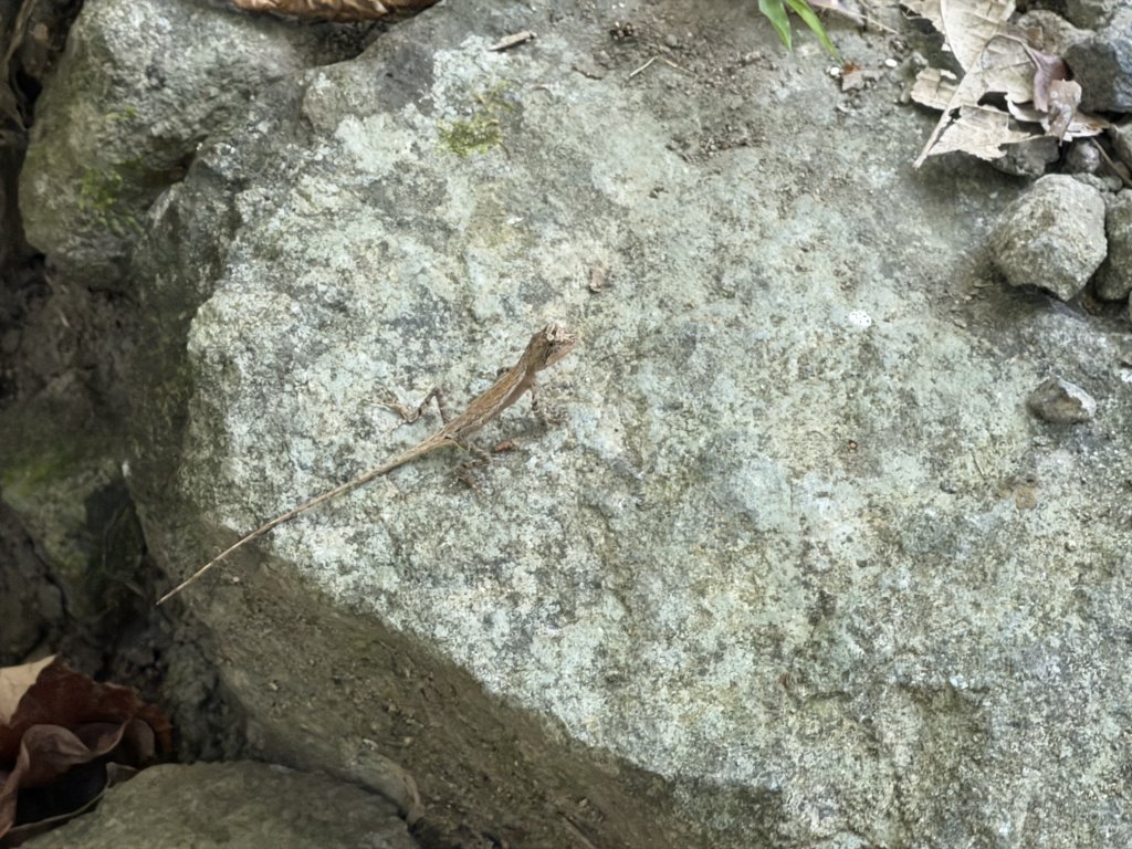 [漫遊縱谷 愛在花東] 2025_1018 米棧古道(第二回)_2921183