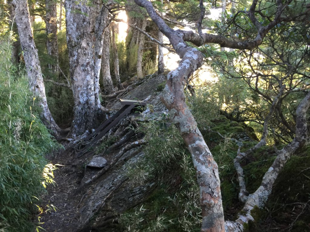 武陵四秀(2015四缺喀_2019喀桃)_689630