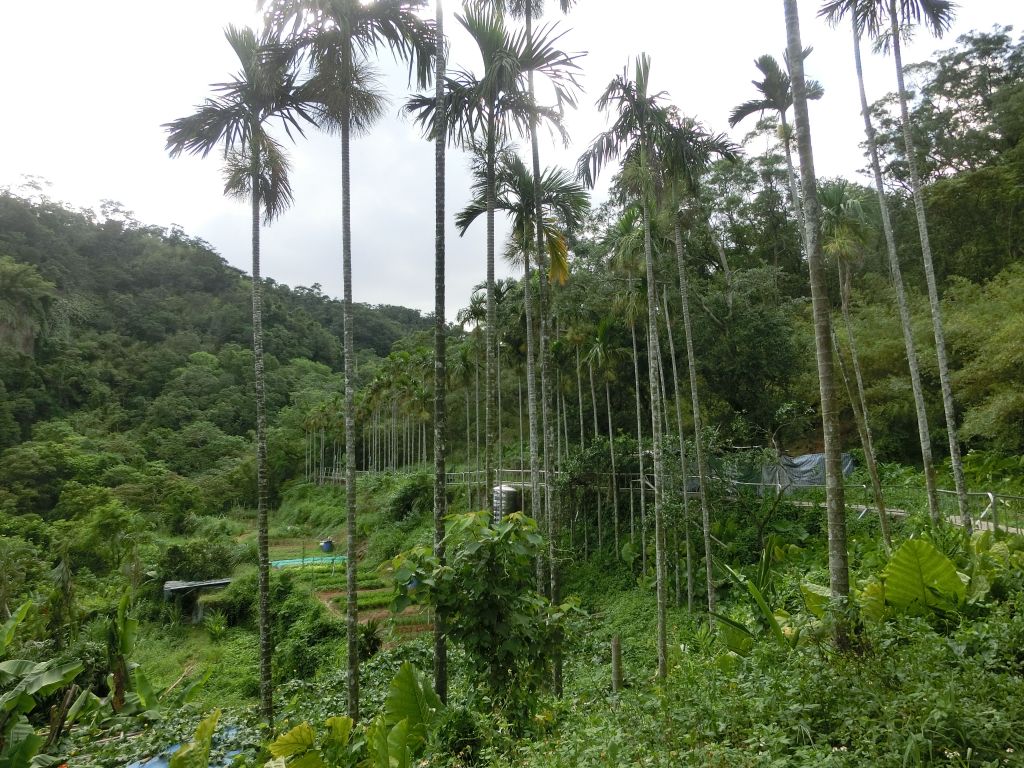 南港山縱走親山步道_174029