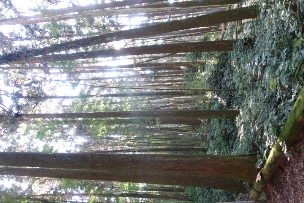 頂湖六連峰_1991703