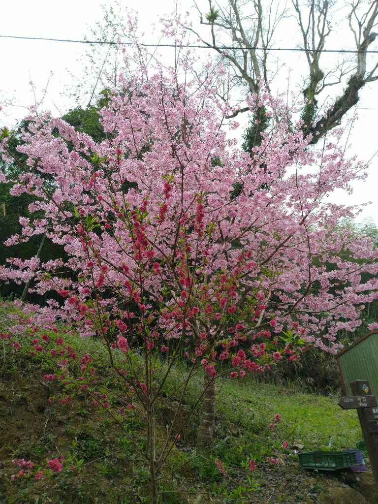 2023-02-26 登嘉南雲峰巧遇草嶺櫻花季_2043939