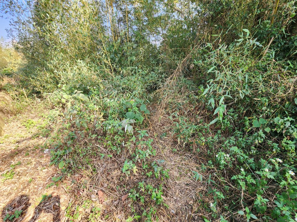 2026022面桶寮山小分林山大分林山_3013038