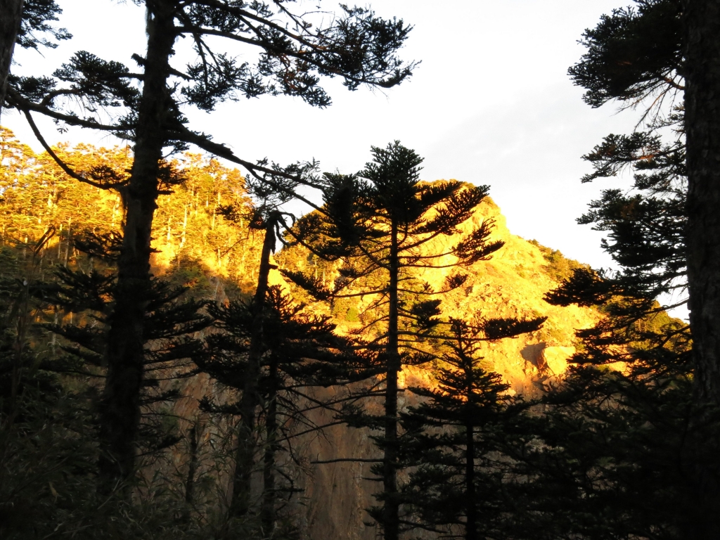 雪山山脈初體驗~武陵四秀之池有品田_52390