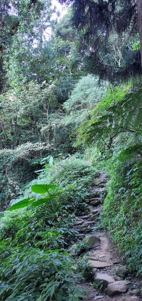 2023-11-25溪頭鳳凰山步道_2360966
