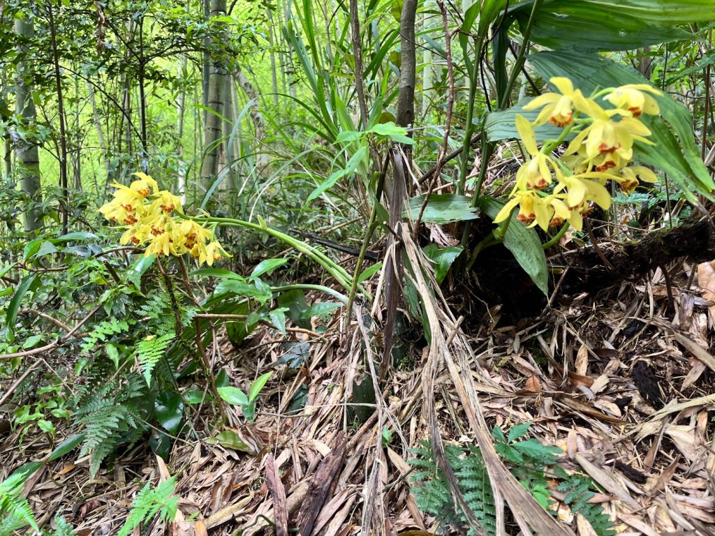 20250525_鳳凰山步道（南投小百岳）_2855886