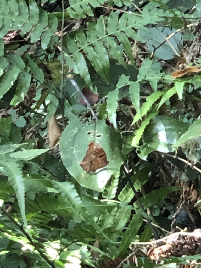 馬那邦山231123_2464248