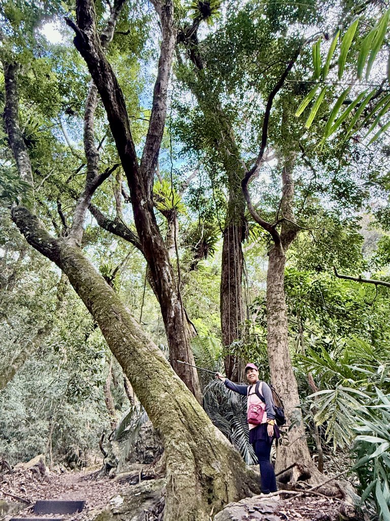 雪山坑步道悠遊順訪雪山坑山(再訪)  2025.12.3_2953752