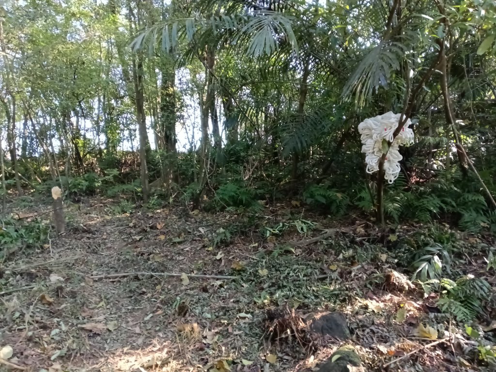 雙溪區大平林山+后番子坑古厝+后番子坑山+武山煤礦事務所+焦炭窯O型_2988534