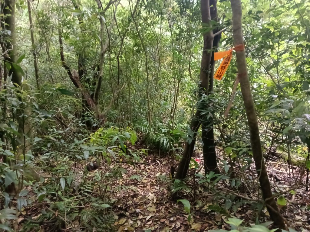 瑞芳區八分寮頂砲台+八分寮頂山+八分寮古道O型_2772434