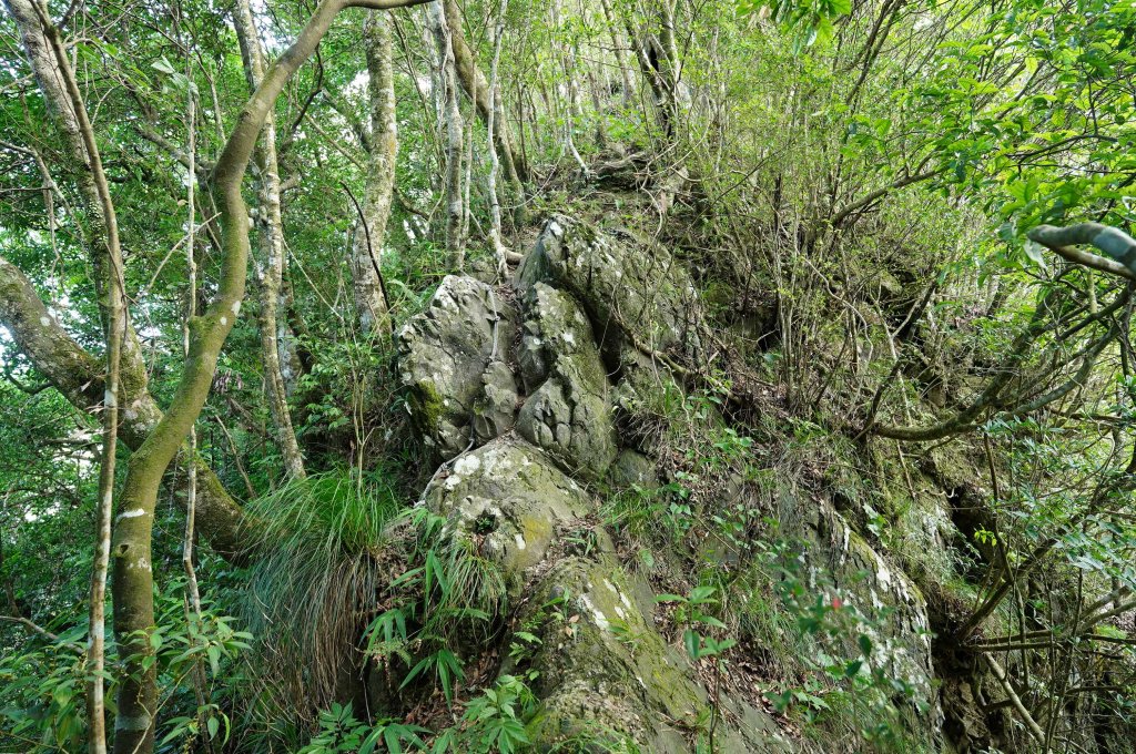 新北 烏來 烏來山、大桶山、四崁水山_2829247