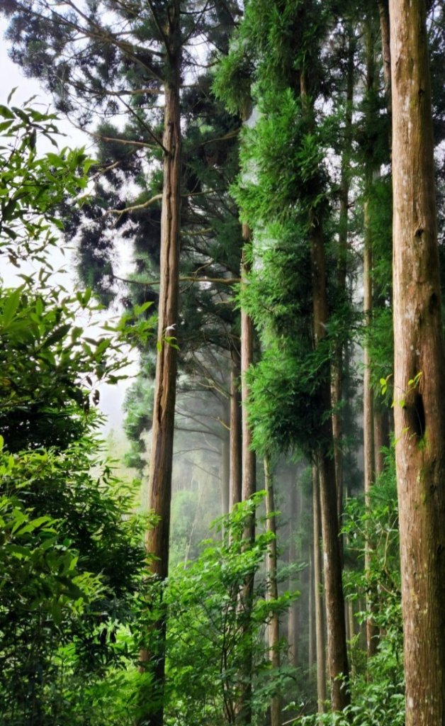 【中級山】來過一次，你不會忘記它的名字，新竹油羅山_2743729