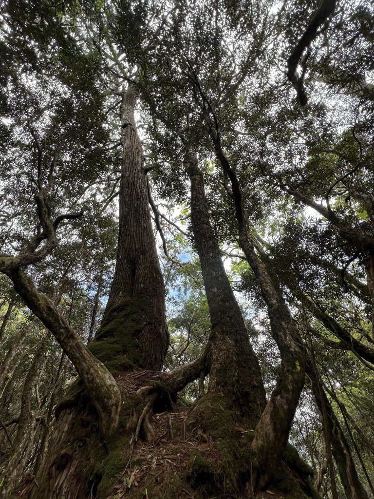 ~  塔  曼  山  ~_2782813