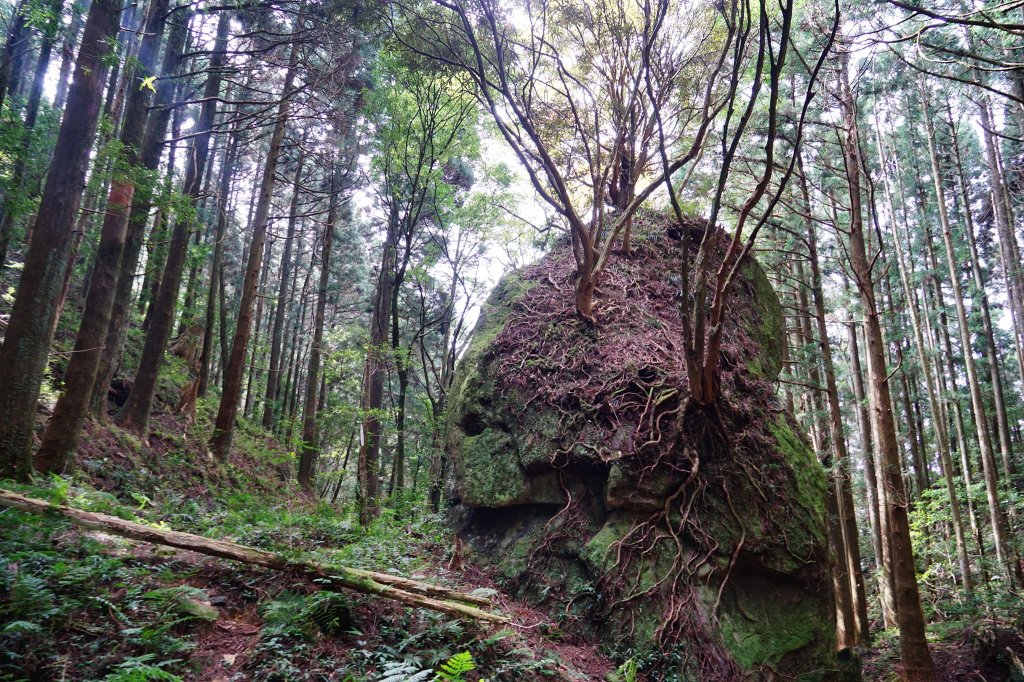 新竹關西鎮 水田林道之貴妃&那結山連走_1539715