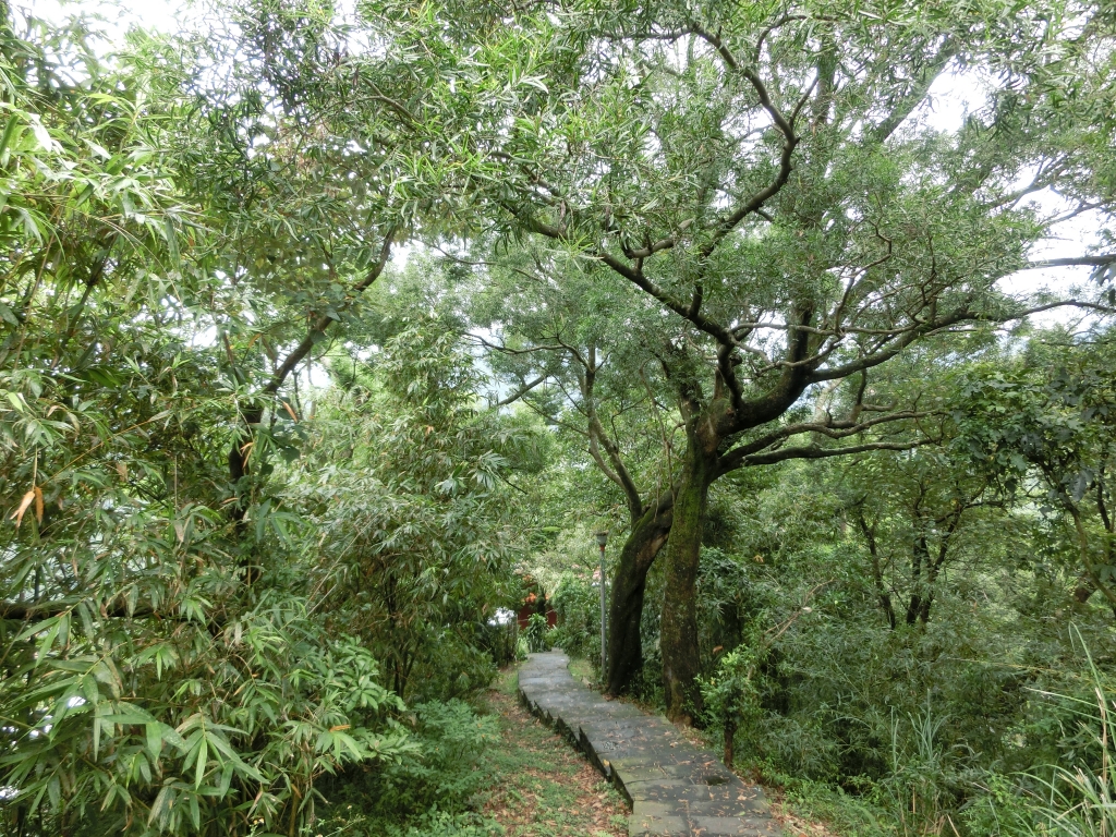 飛龍步道．石獅腳步道．樟樹步道_93089