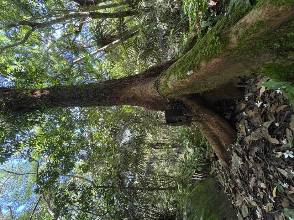 戲水（鴛鴦_2786664