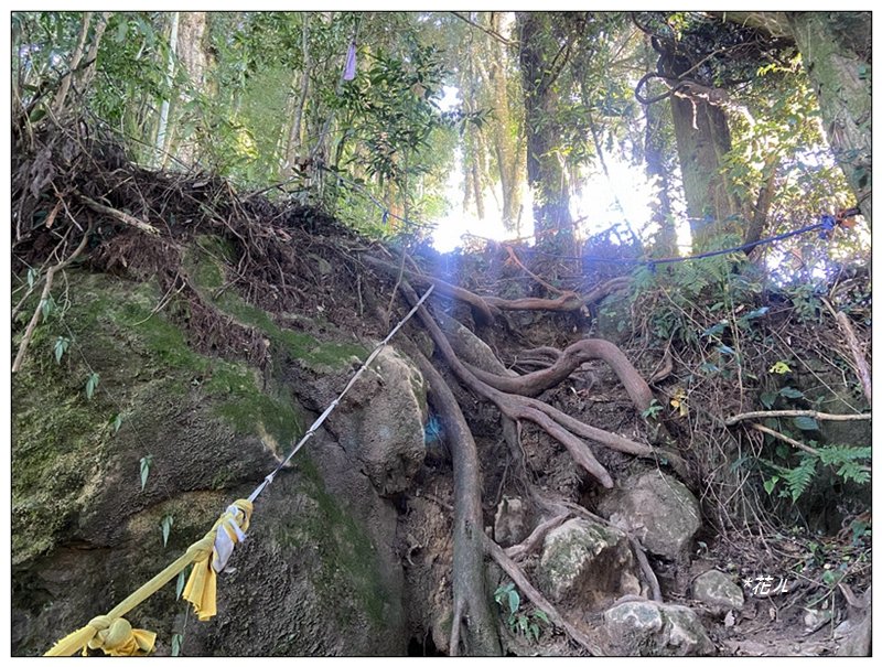 嶺頭山、金柑樹山、忘憂森林 O型一圈_2944647