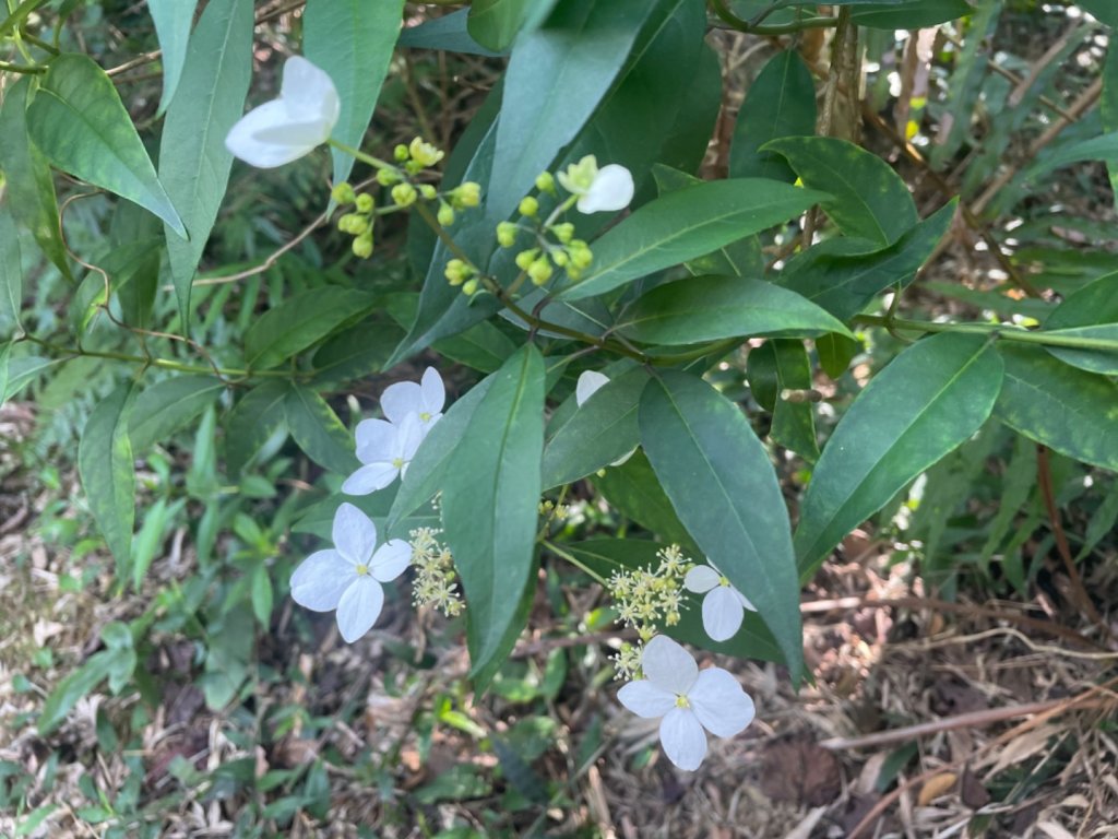 鶯桃縱走_2441615