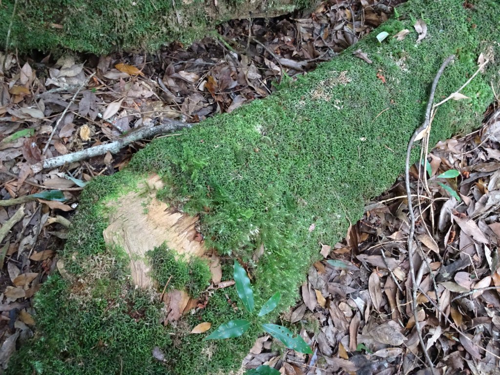 2022年02月13日(彰山協)南投日月潭四兄妹之中級山~大尖山縱走水社大山_1613418