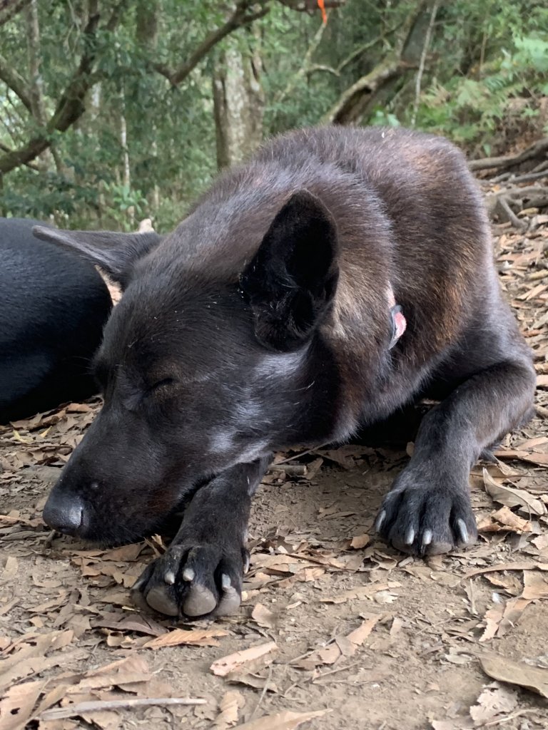 【中級山】明知山沒虎，偏向虎山行_2441964