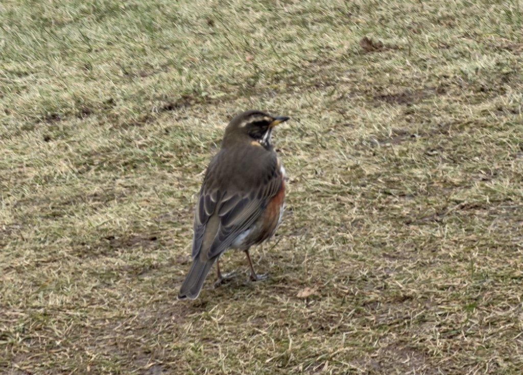 [紐約馬之行-50] 2025_1109~11 回到冰島/美國_2952719