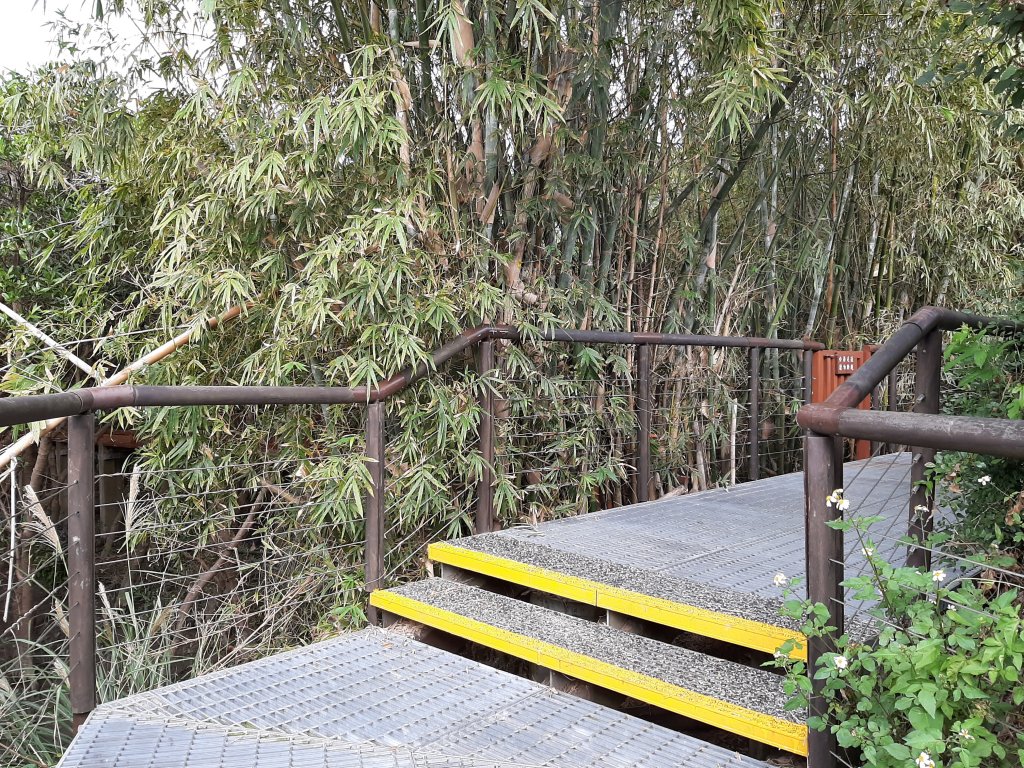 紅樹林生態步道 - 全臺最大的水筆仔森林_776036
