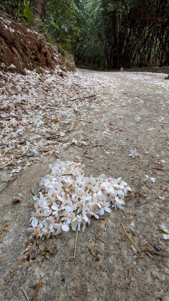 114.05.04三芝桐花步道-百年田梯步道-大鵬足湯公園_2779914