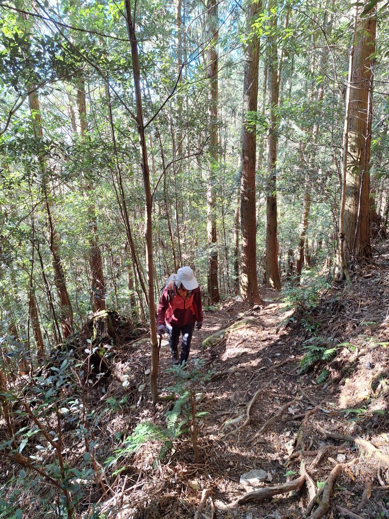 稍來神木+稍來山+稍來山南峰O型20241229_2678975