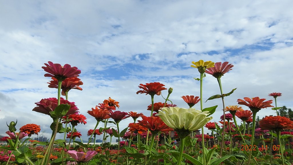 2022愛戀關渡花現幸福_1902335