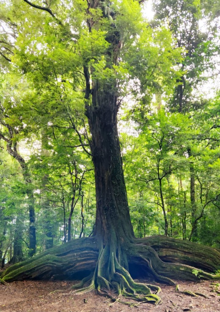 【中級山縱走】觀雪縱走（雪見大板根，仰天神木，北坑山，司馬限林道）_2741230