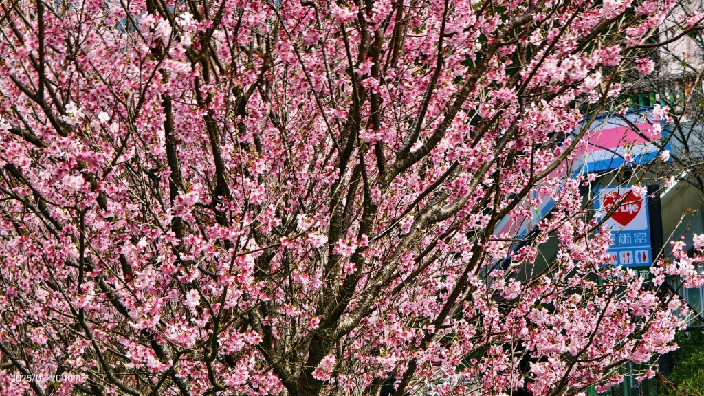 2/20 #天元宮 #墨染櫻(香水櫻)  #楓樹湖 #木蘭花(辛夷)_2716228