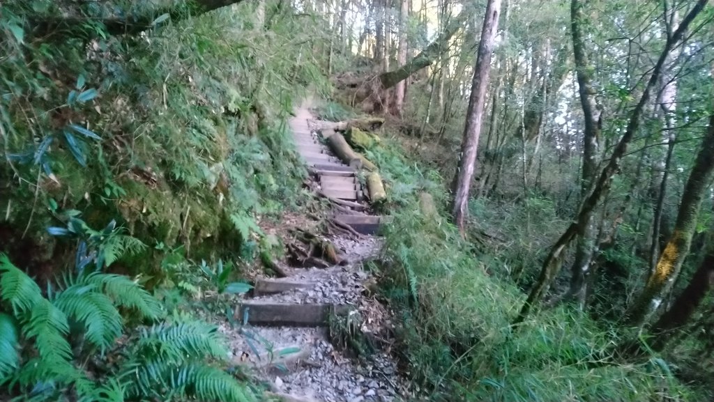 八仙山松鶴線_689851