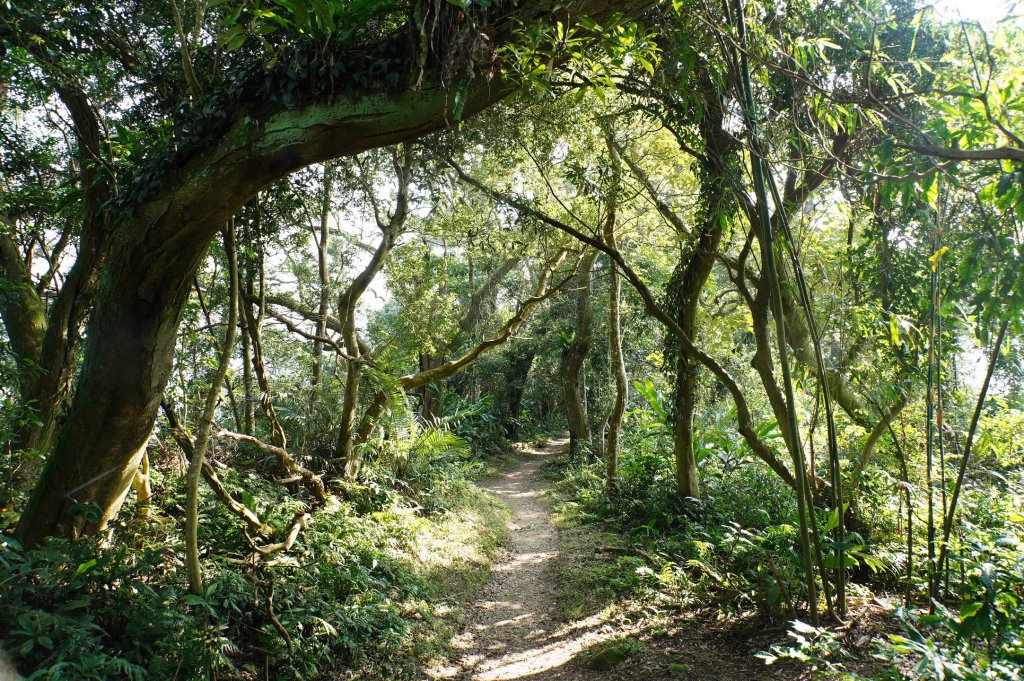 桃園 大溪 新溪洲山、溪洲山、林嵩壽山、內湳溝山、頭寮山_3006221