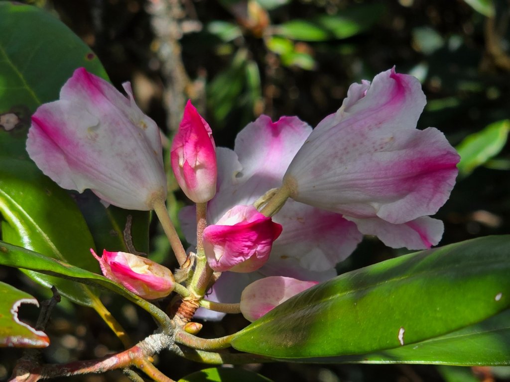 鳶嘴山杜鵑盛開_2770323