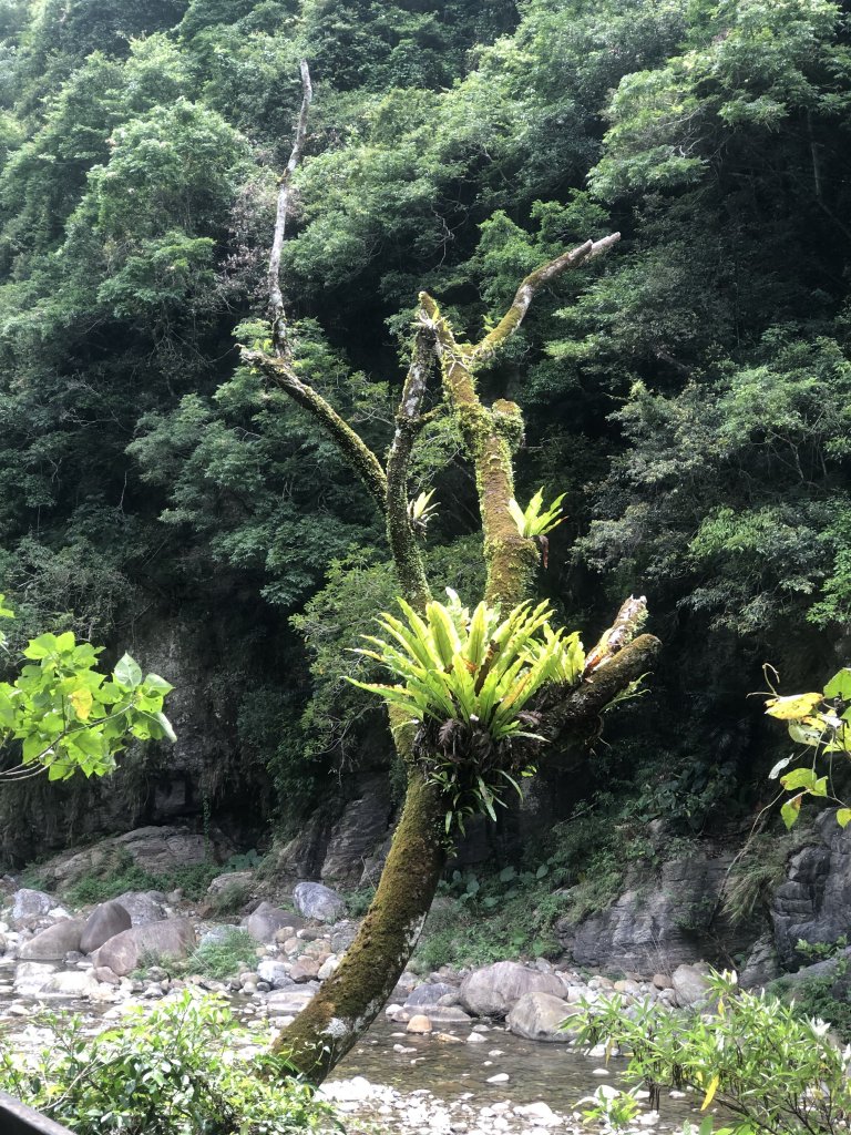 絕對美境～小錐麓古道>>砂卡礑步道_1742094