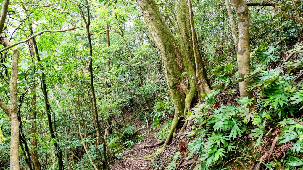 石古井,青林山,畝畝山,平溪子山_2854691