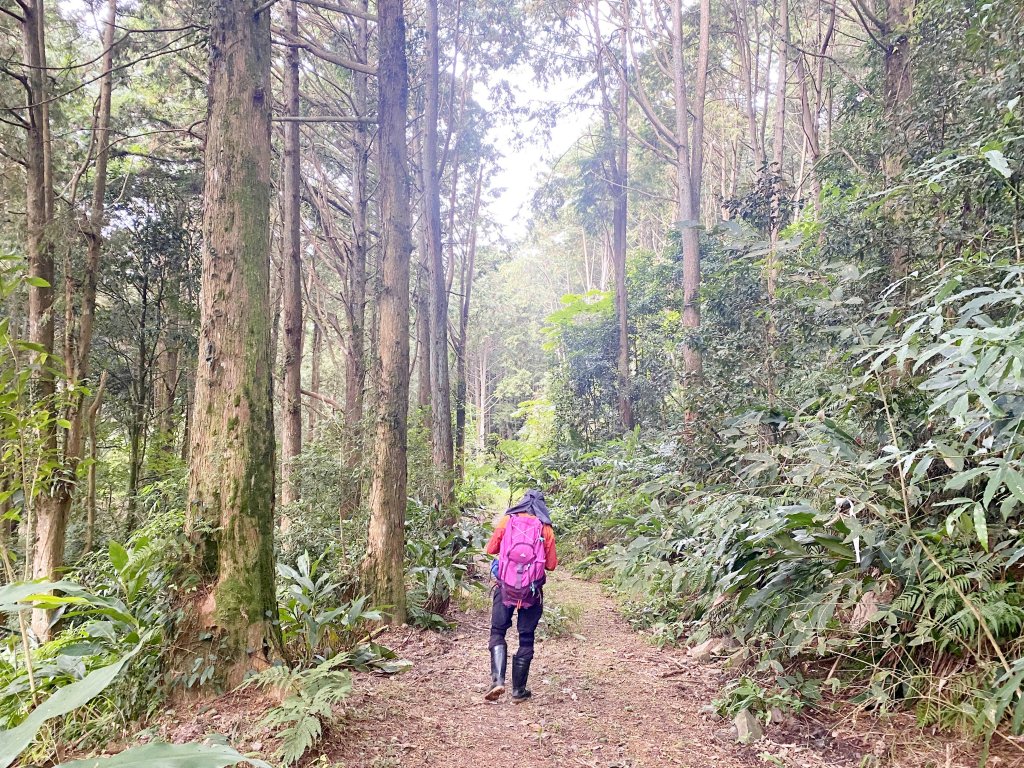 南橫小關山林道登留佐屯.小斯拉巴庫美瓏山_1233369