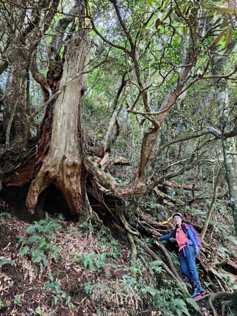 貴妃那結P 型縱走1131012_2621927