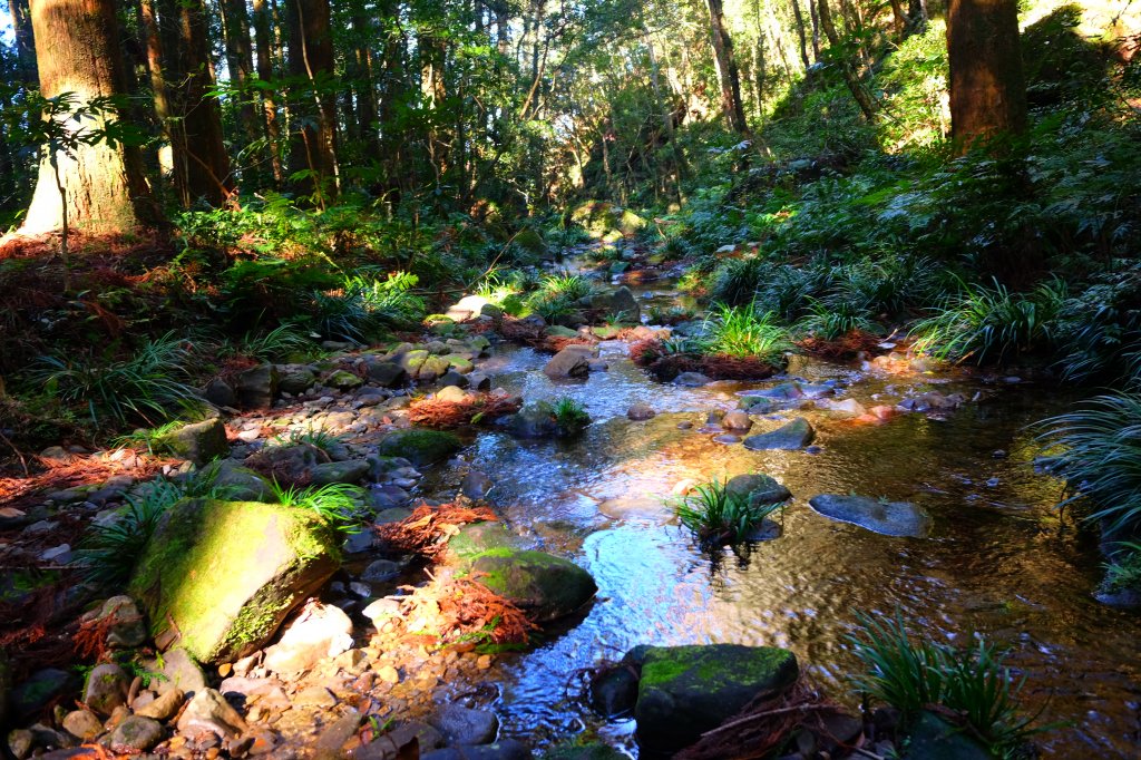 光影森林-那結山縱走貴妃山_773689