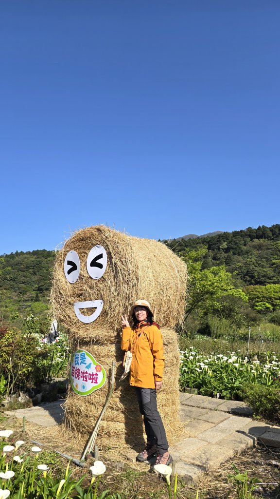 2025竹子湖海芋季美不勝收，最受歡迎的國家公園陽明山國家公園，親子皆宜，適合各式玩家_2747617