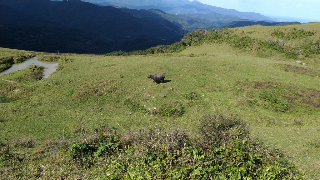 20191208 桃源谷步道(灣坑頭山)_817706