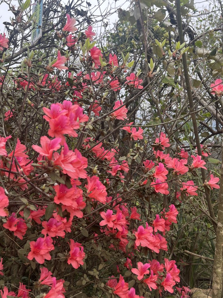 2024/03/29火炎山_2749035