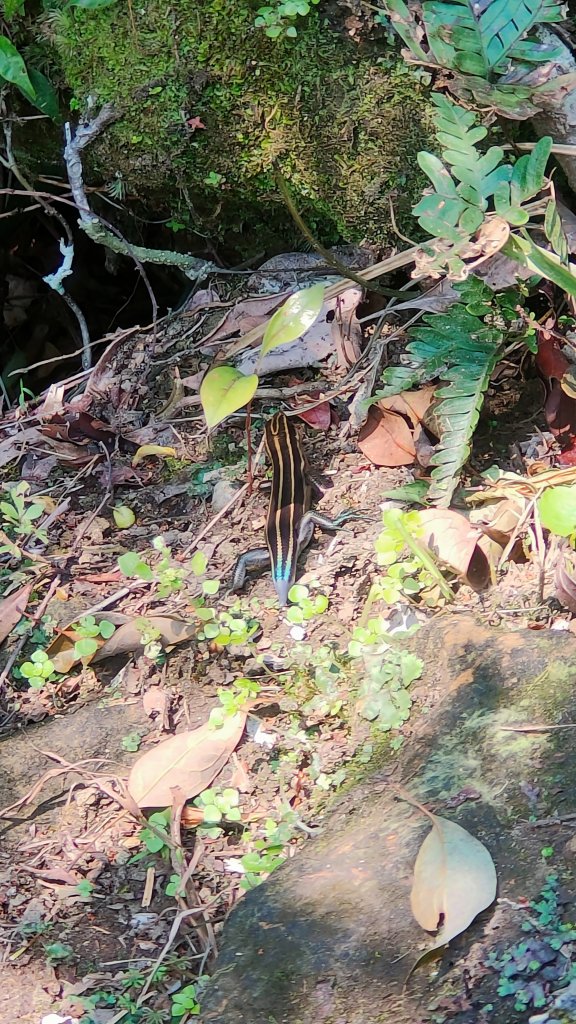 薯榔尖、石筍尖、菁桐車站 O 型_2113015