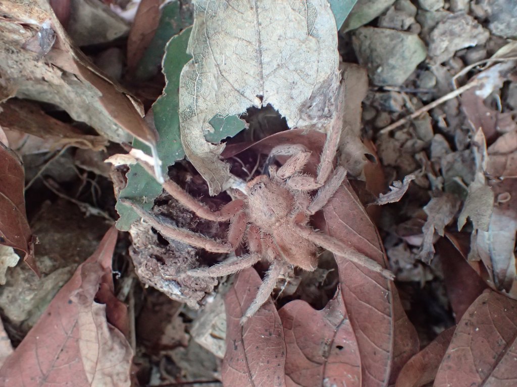 步道巡訪員 l 浸水營前段步道9月巡訪日誌_1104980