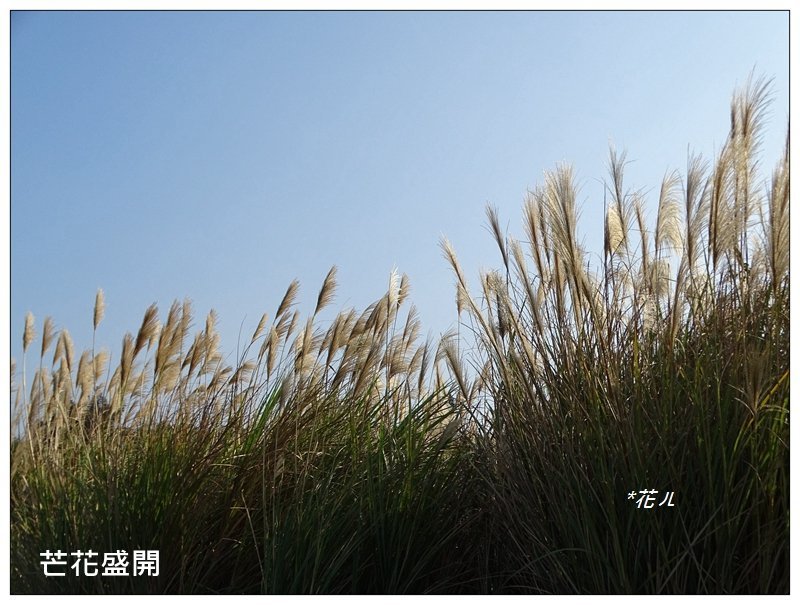 三媽縱走 ( 半天寮山、好望角、白沙屯山 連走 )_2973293