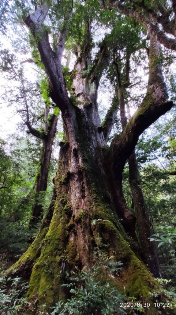 鎮西堡、司馬庫司巨木群-探訪森林感受大地之母蘊育雄偉_1348612