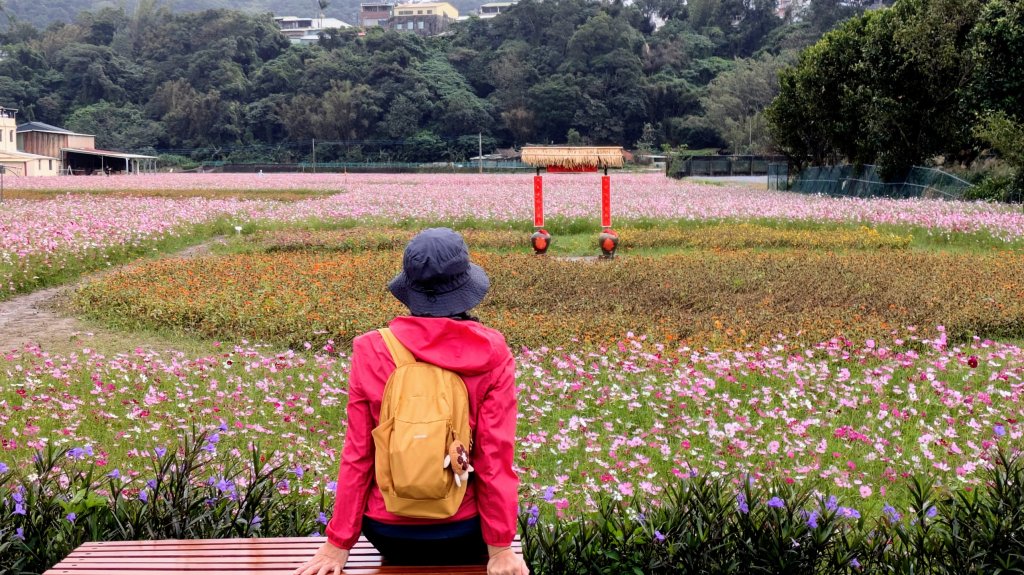大溪花海的邀約_2650456
