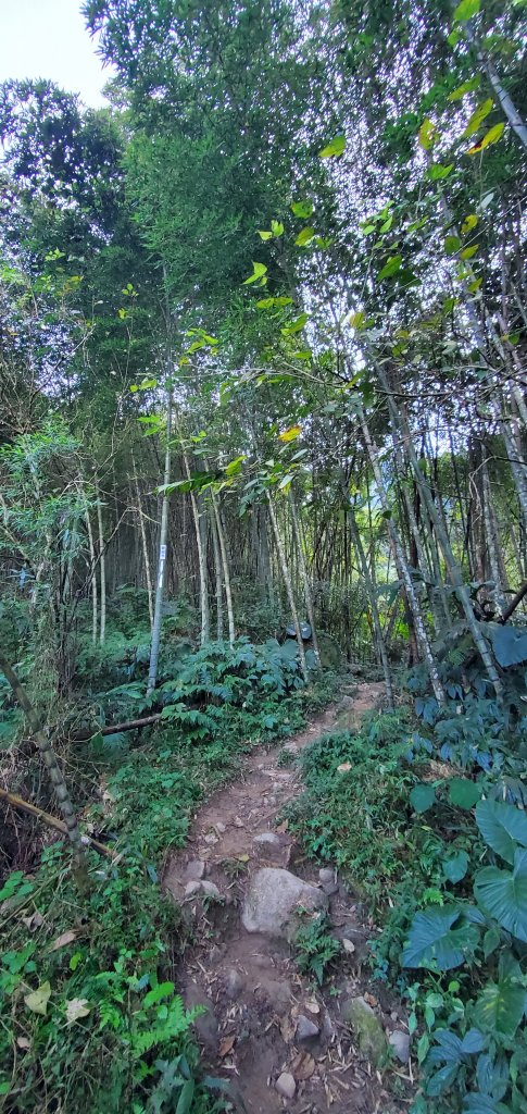 2023-11-25溪頭鳳凰山步道_2360957