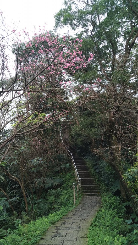 2020.2.28大尖山步道之旅_1411190