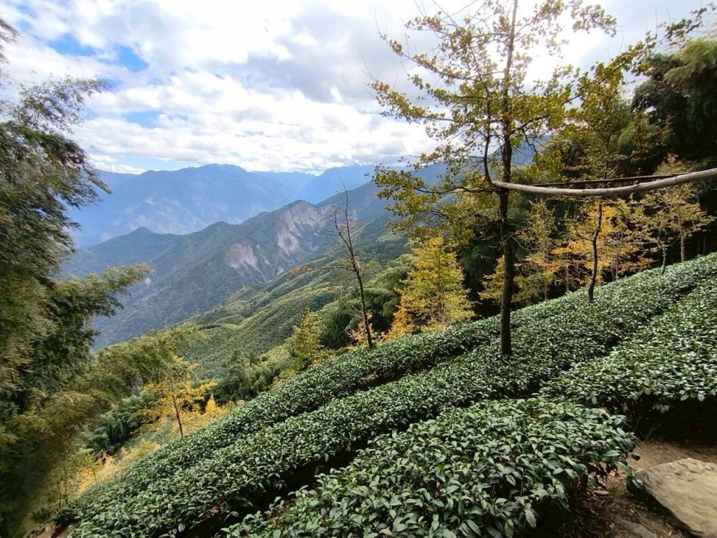 20251218溪頭鳳凰山台寅山上天文台至妖怪村買菜O繞_2965647